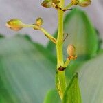 Murdannia loriformis Blüte