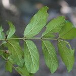 Cremaspora triflora Leaf