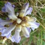 Phelipanche purpurea Blodyn