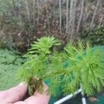 Myriophyllum aquaticum Leaf