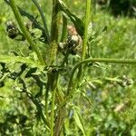 Crepis biennis Bark