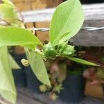 Passiflora alata Leht