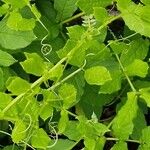 Cobaea scandens 葉