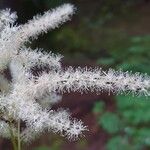 Aruncus dioicus Цветок