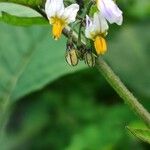 Solanum villosum Virág