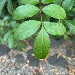 Schinus terebinthifolius Leaf