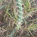 Praecereus euchlorus Feuille