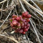 Sedum atratum Leaf