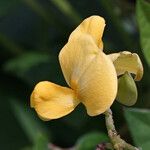 Vigna luteola Floro