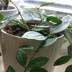 Peperomia quadrangularis Leht