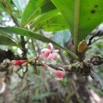 Psychotria roseotincta Bloem