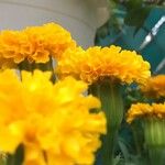 Tagetes erectaFlower