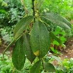Zanthoxylum asiaticum पत्ता