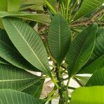 Plumeria rubra Blatt