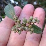 Cyrtocymura scorpioides Flower