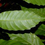 Doliocarpus dentatus Leaf