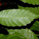 Doliocarpus dentatus Blad