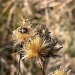 Serratula tinctoria Fruchs