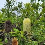 Banksia aemula Kwiat