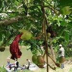 Kigelia africana Çiçek