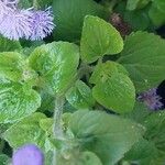 Ageratum houstonianum Folha