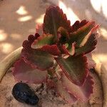 Kalanchoe longiflora Leaf