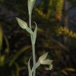 Calochilus neocaledonicus Квітка