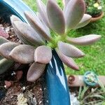 Pachyphytum kimnachii Leaf