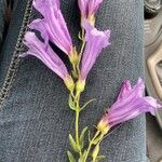 Penstemon davidsonii Flower