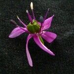 Allium wallichii 花