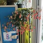Kalanchoe manginii Цвят