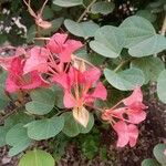 Bauhinia galpinii Flower