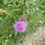 Cirsium discolor 花