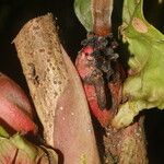 Pentagonia wendlandii Fruto