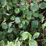 Vancouveria chrysantha Hoja