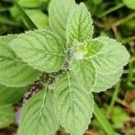 Mentha arvensis Blatt