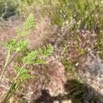 Daucus pusillus Folha