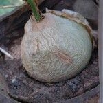 Albuca bracteata Fruit