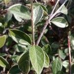 Cotoneaster franchetii পাতা