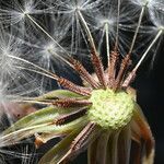 Taraxacum obovatum 果實