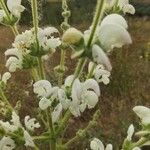 Salvia argentea Floare