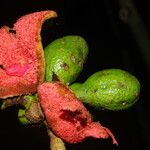 Xylopia cupularis Fruit