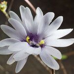 Pinguicula planifolia Flower