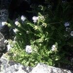 Polemonium pulcherrimum Агульны выгляд