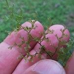 Hymenophyllum polyanthos Muu