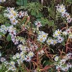 Symphyotrichum lanceolatum ശീലം