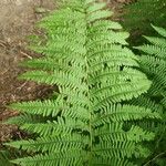 Athyrium filix-femina 葉