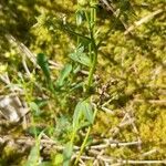 Linum flavum Fruit