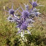 Eryngium amethystinum Blüte