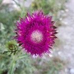 Carduus nutans Lorea